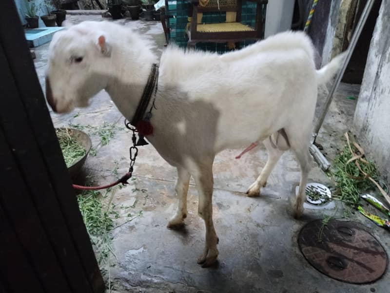 Taddy bakra 3