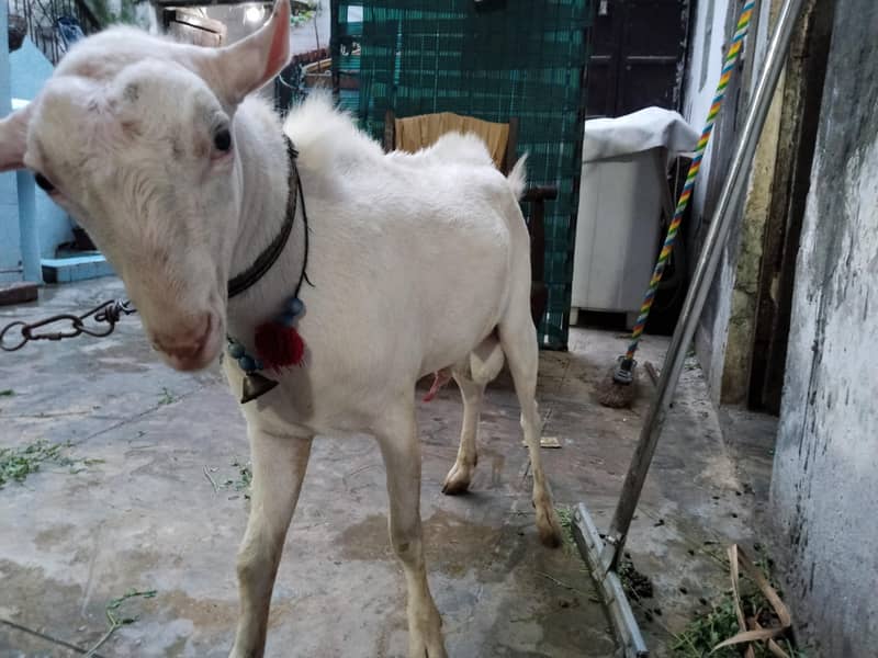 Taddy bakra 4