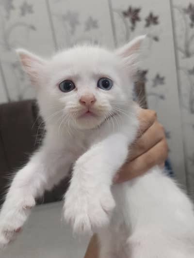 Odd Eyes Kitten For Sale