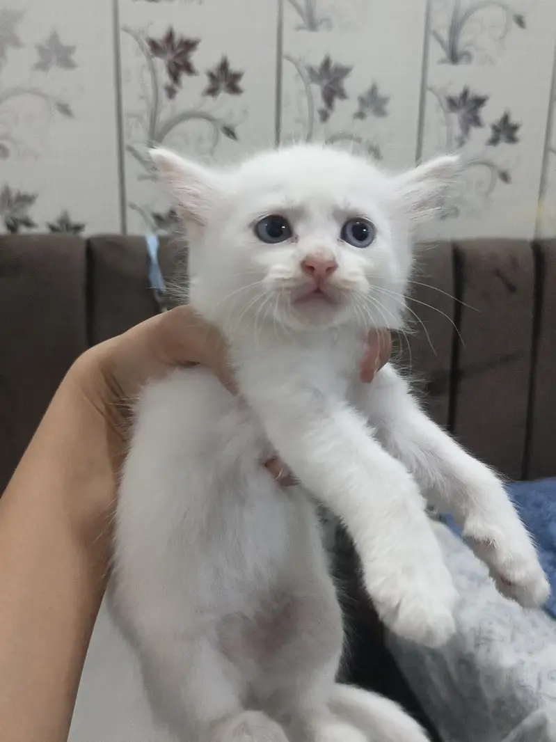 Odd Eyes Kitten For Sale — photo 2