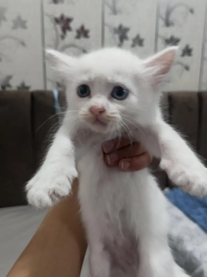 Odd Eyes Kitten For Sale — photo 3