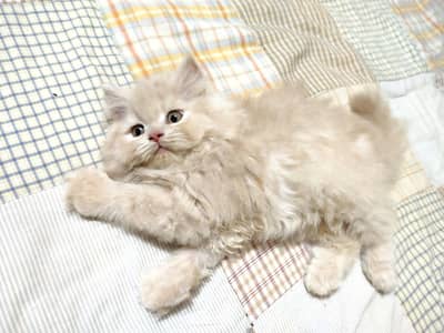 persian female kitten
