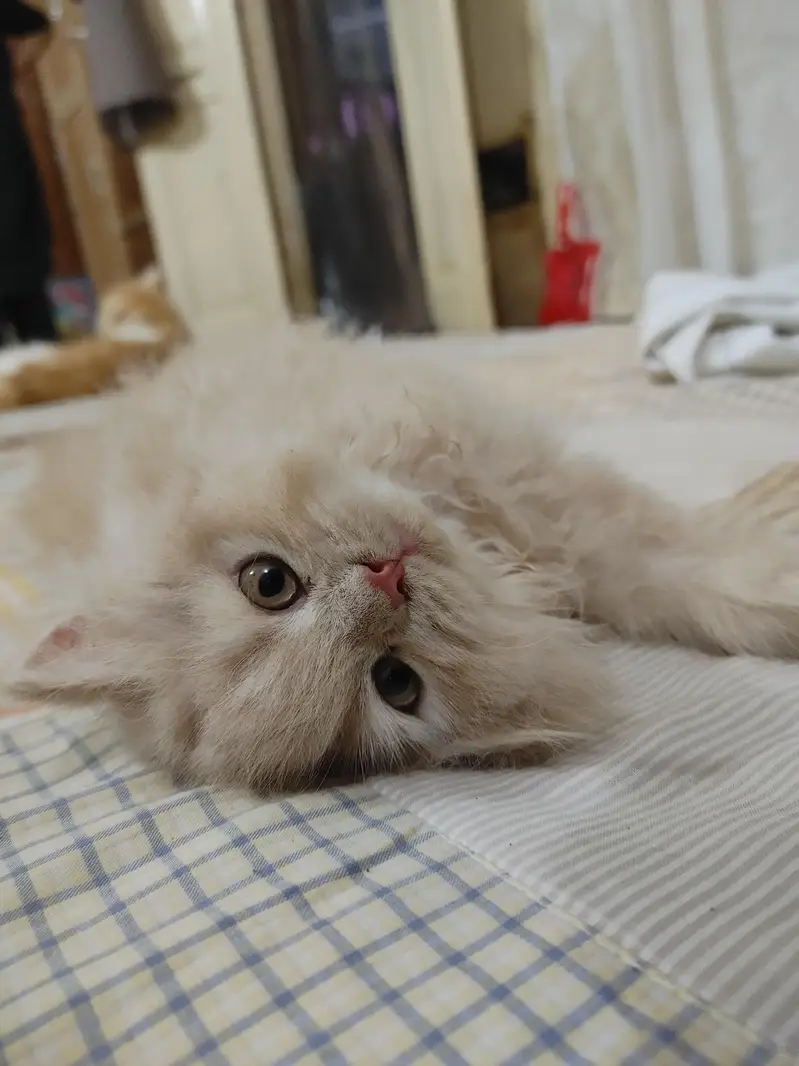 persian female kitten — photo 2