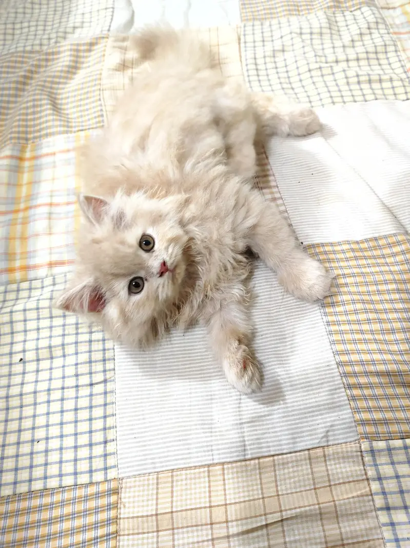 persian female kitten — photo 3