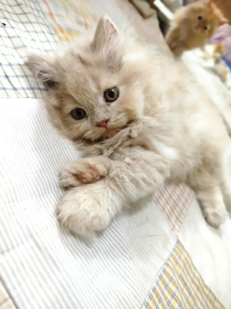 persian female kitten — photo 4