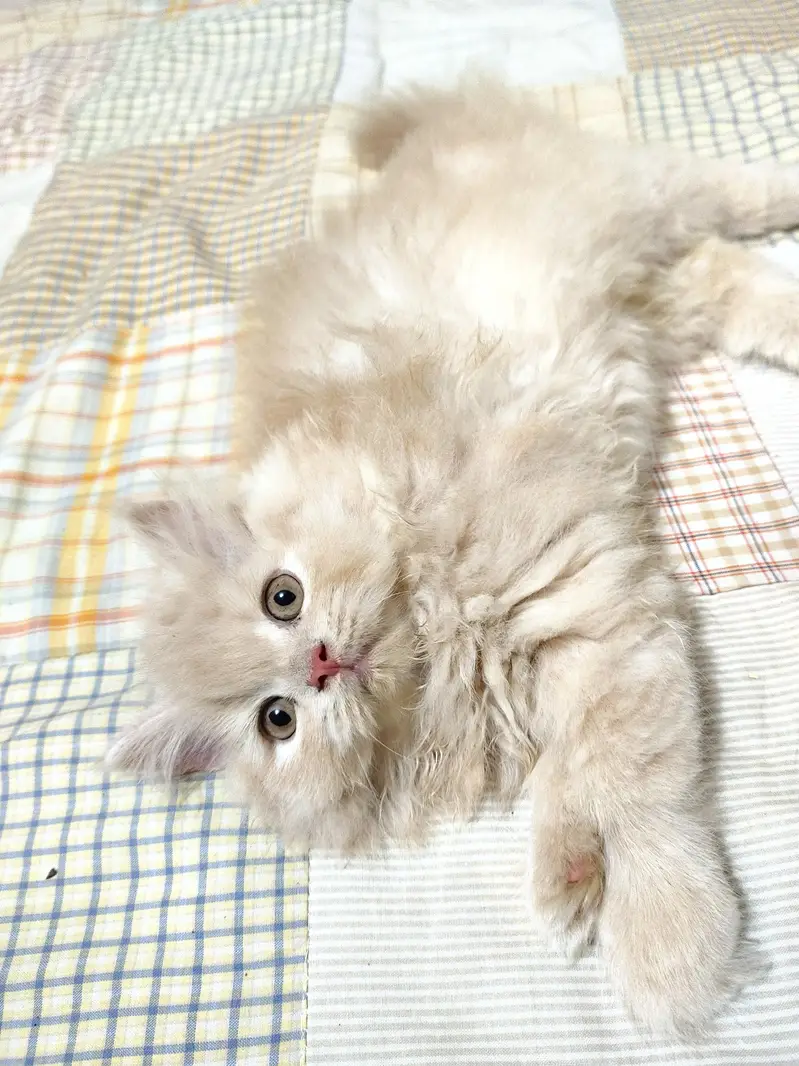 persian female kitten — photo 5