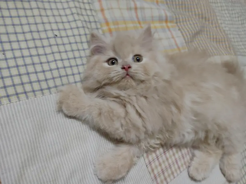 persian female kitten — photo 6