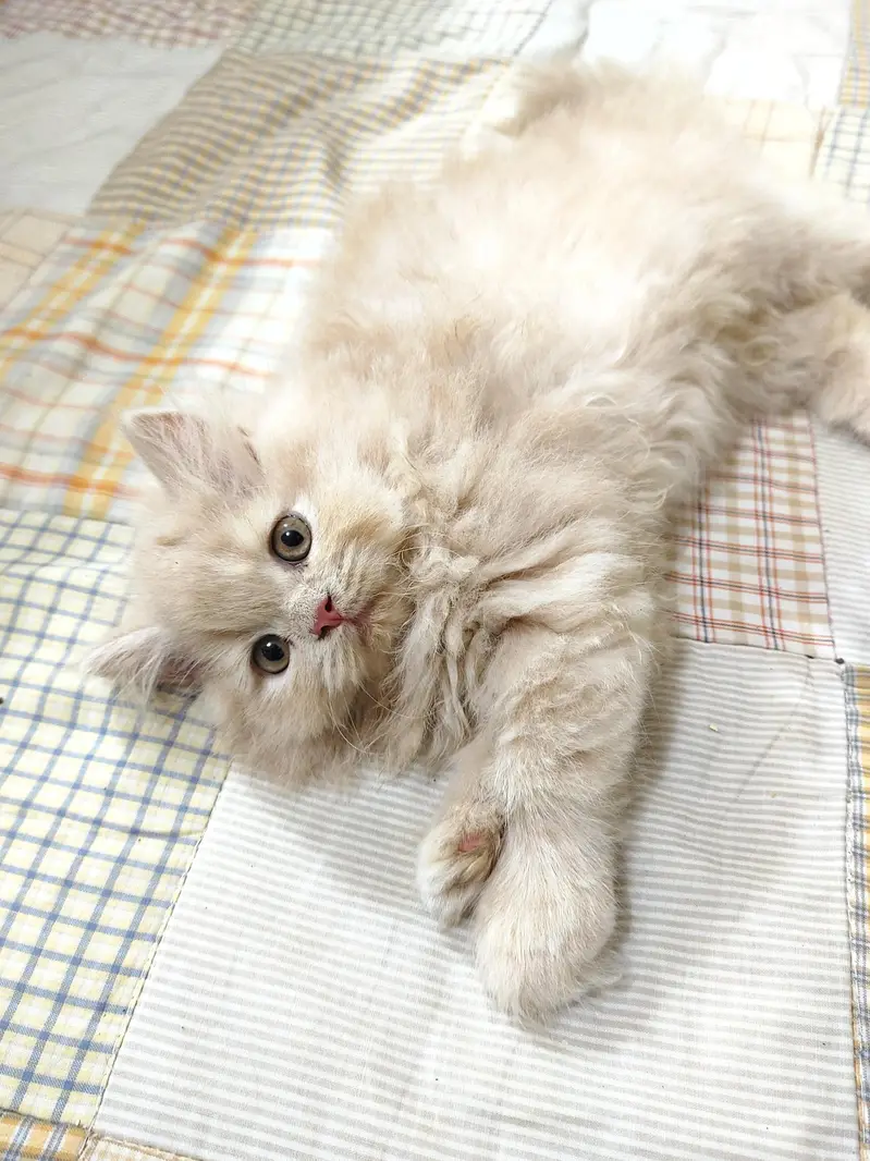 persian female kitten — photo 7