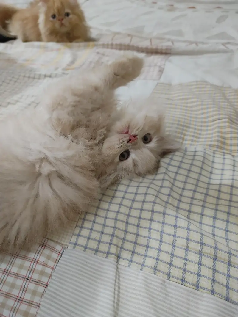 persian female kitten — photo 8