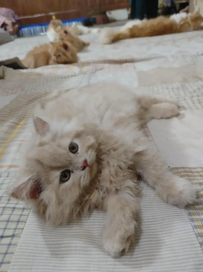 persian female kitten — photo 9