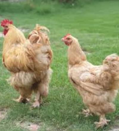 Golden Buff Hens for sale Good Quality Healthy and active