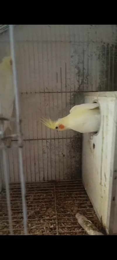 Cocktail ka breeder pair with history 03320242592