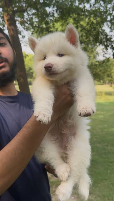 Siberian husky puppies