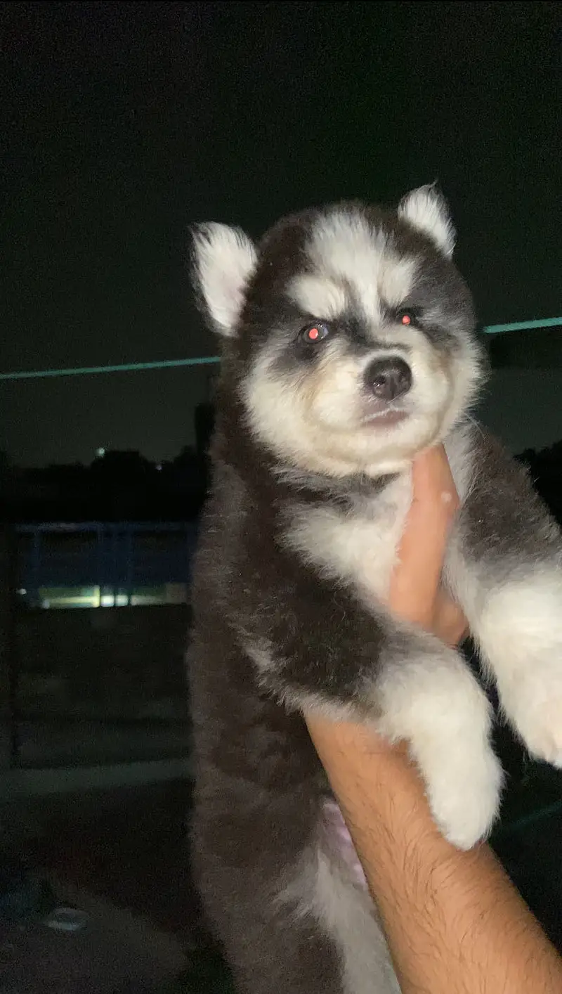 Siberian husky puppies — photo 2