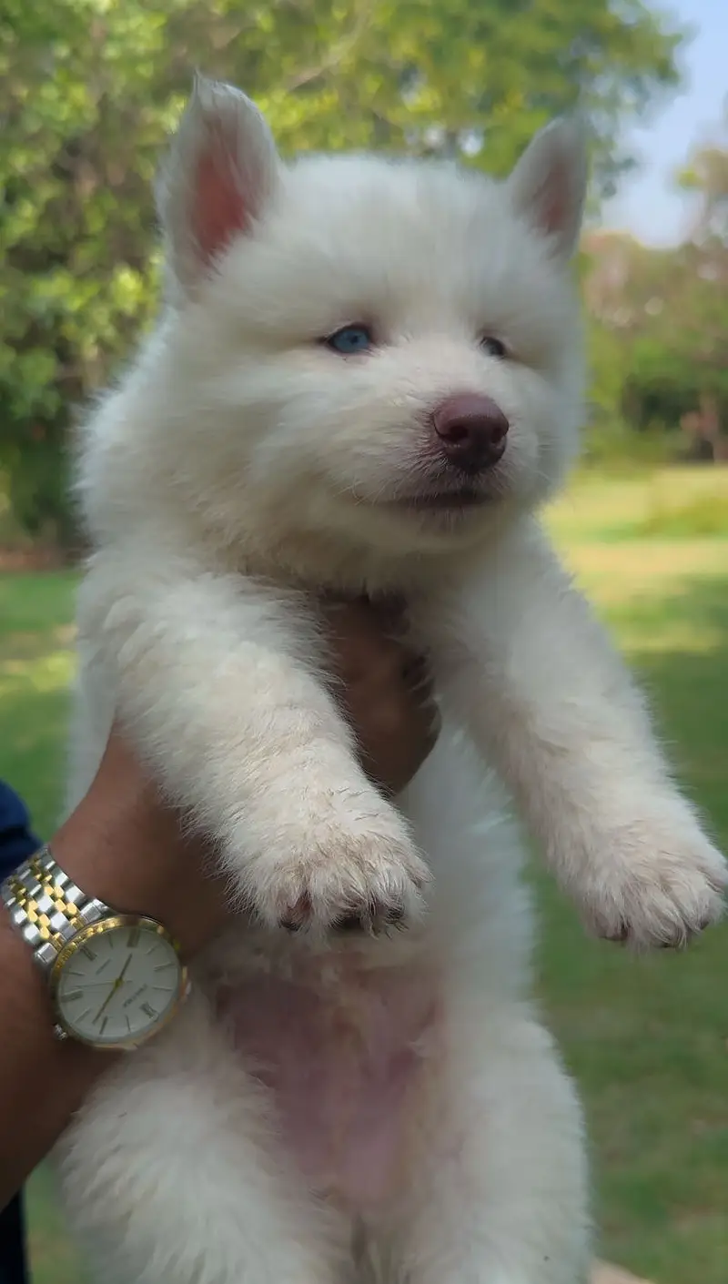 Siberian husky puppies — photo 3