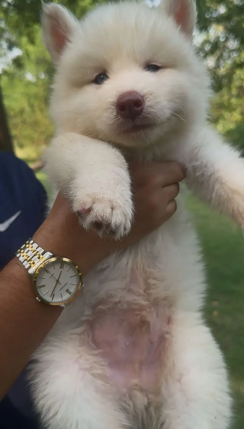 Siberian husky puppies — photo 4