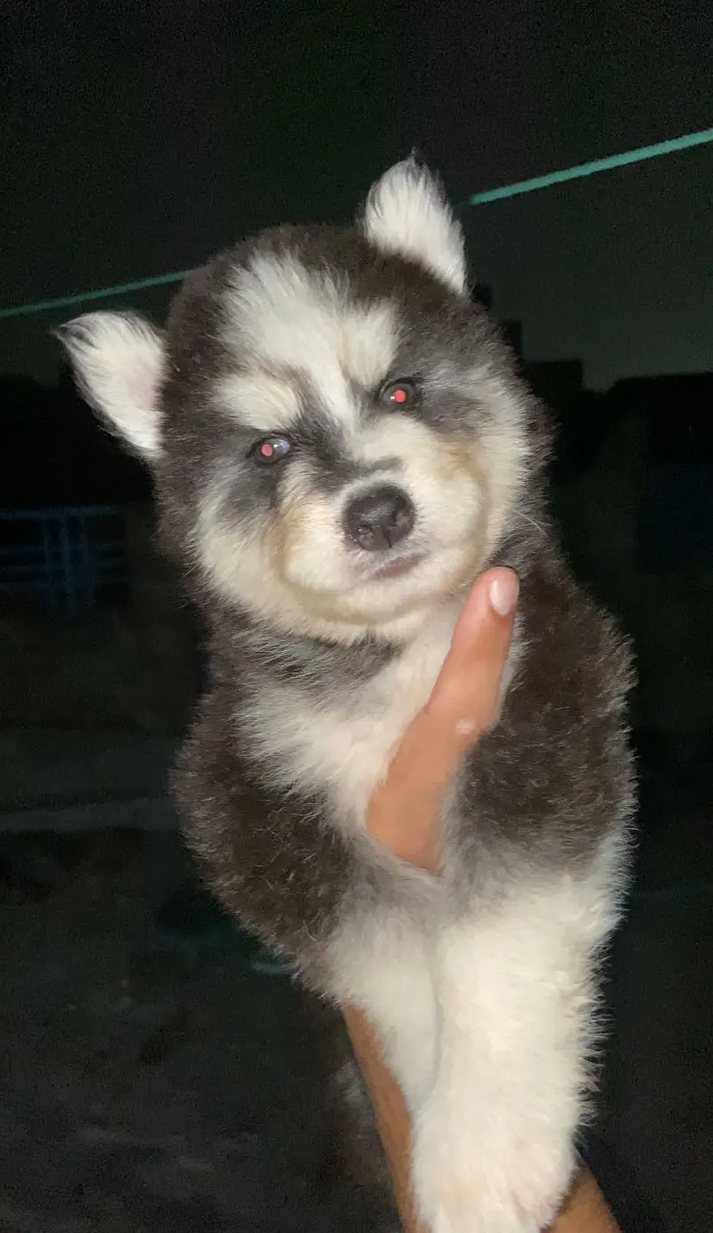 Siberian husky puppies — photo 5