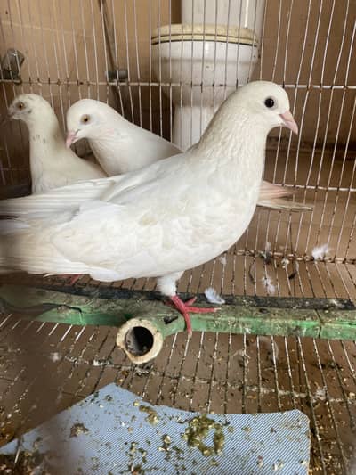 Pigeons available for sale