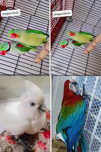 Pahari breeder pairs, Green wings 03402282245