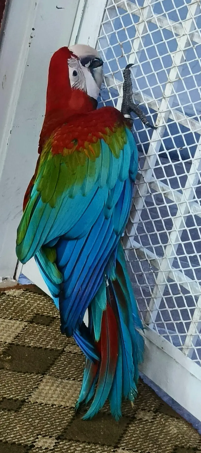 Pahari breeder pairs, Green wings 03402282245 — photo 4