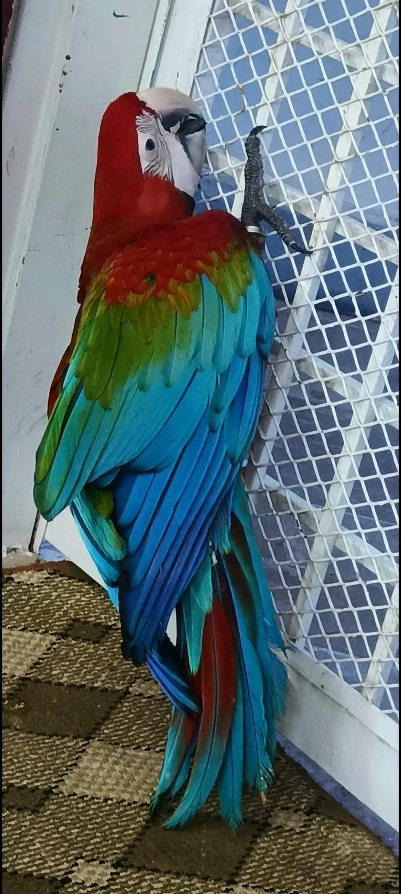 Pahari breeder pairs, Green wings 03402282245 — photo 6
