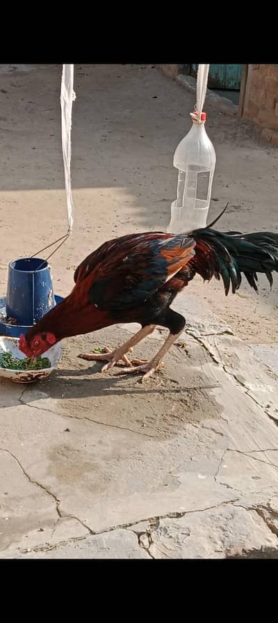 aseel chicks and breeder pair urgent sale