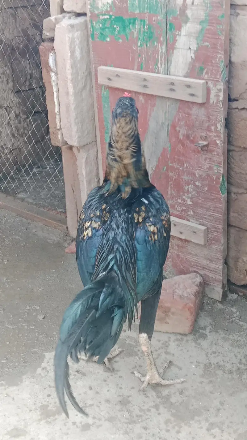 aseel chicks and breeder pair urgent sale — photo 2