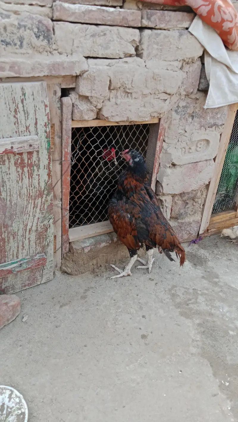 aseel chicks and breeder pair urgent sale — photo 3