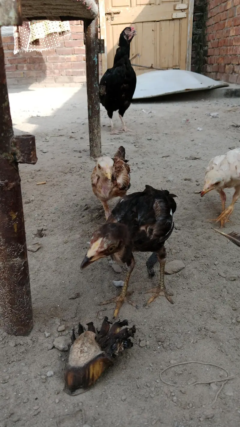 aseel chicks and breeder pair urgent sale — photo 4