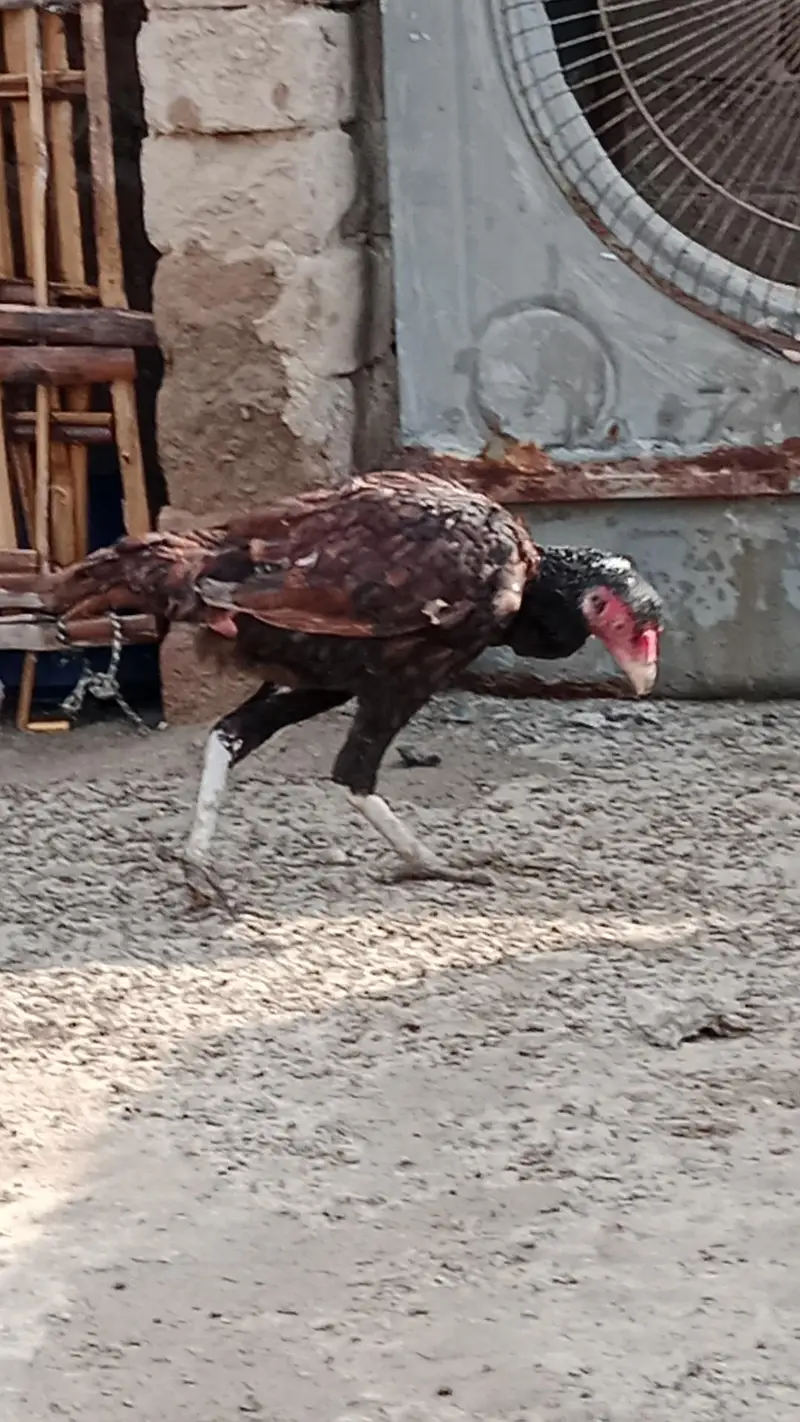 aseel chicks and breeder pair urgent sale — photo 5