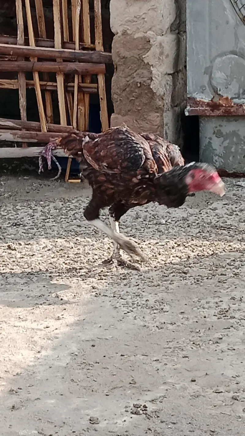 aseel chicks and breeder pair urgent sale — photo 6
