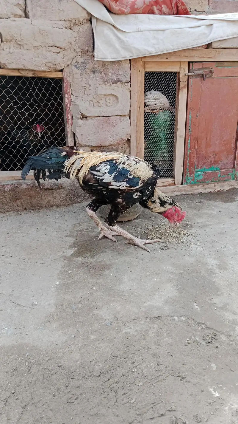 aseel chicks and breeder pair urgent sale — photo 7