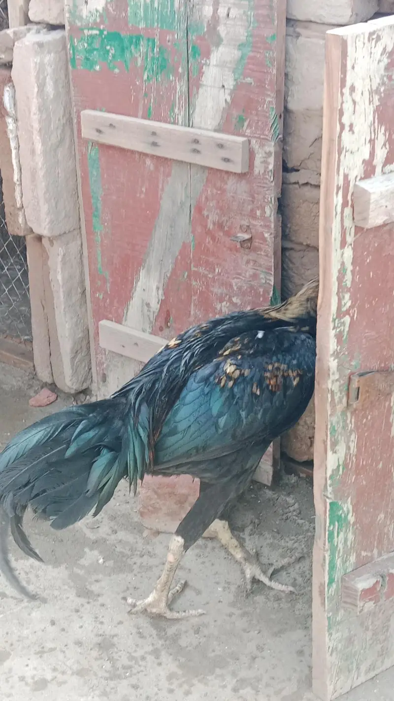 aseel chicks and breeder pair urgent sale — photo 8