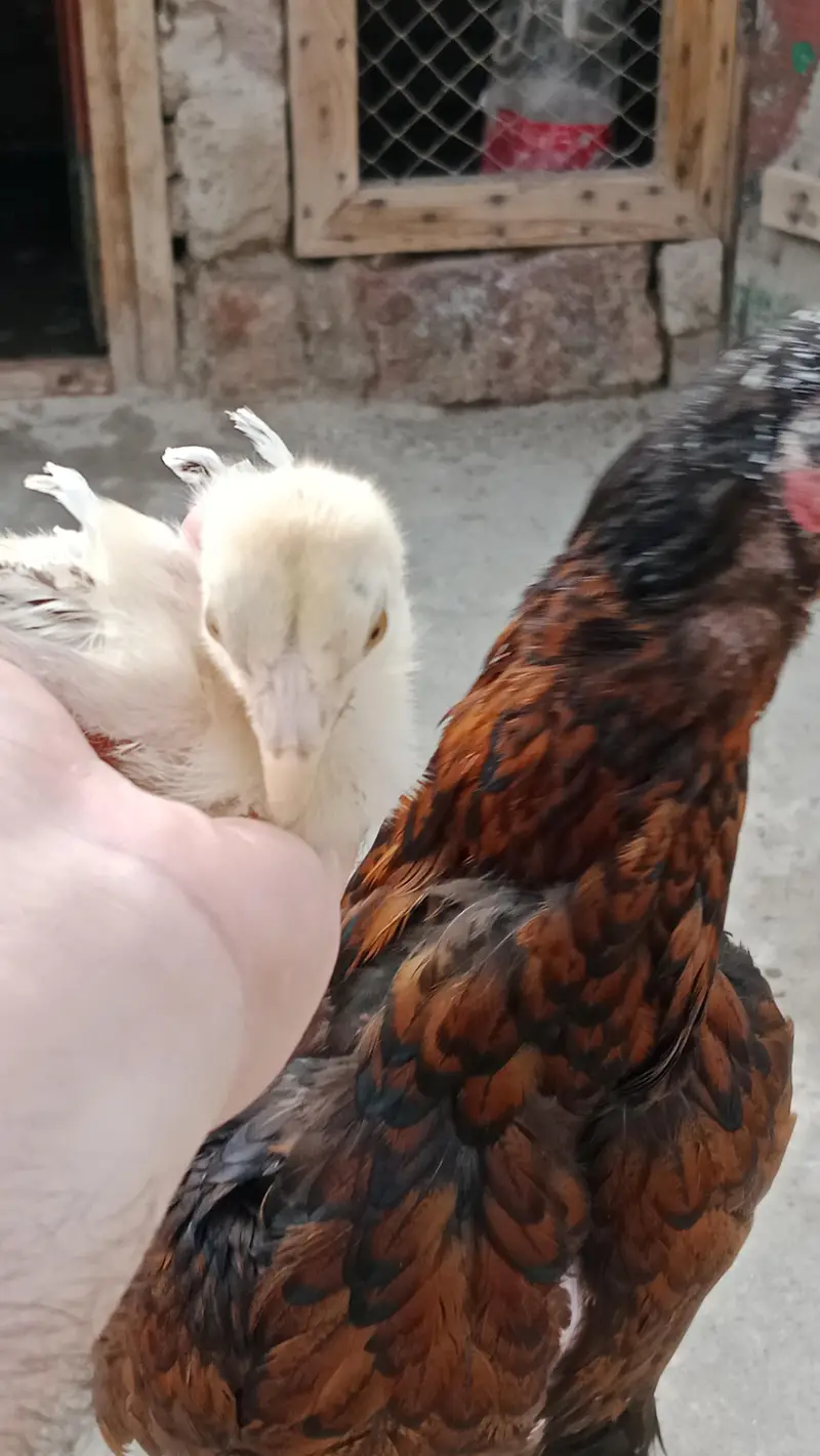aseel chicks and breeder pair urgent sale — photo 9