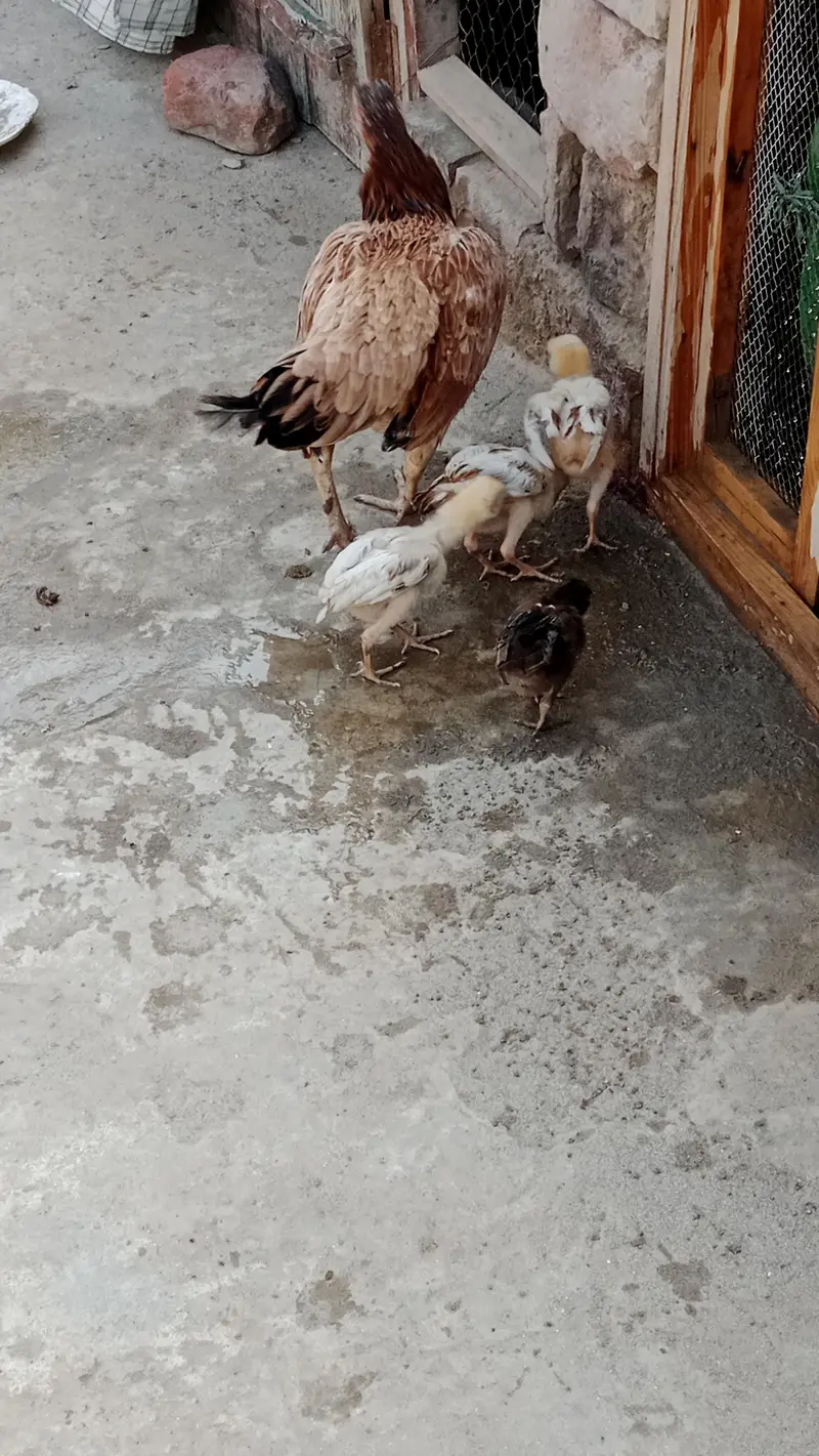 aseel chicks and breeder pair urgent sale — photo 10