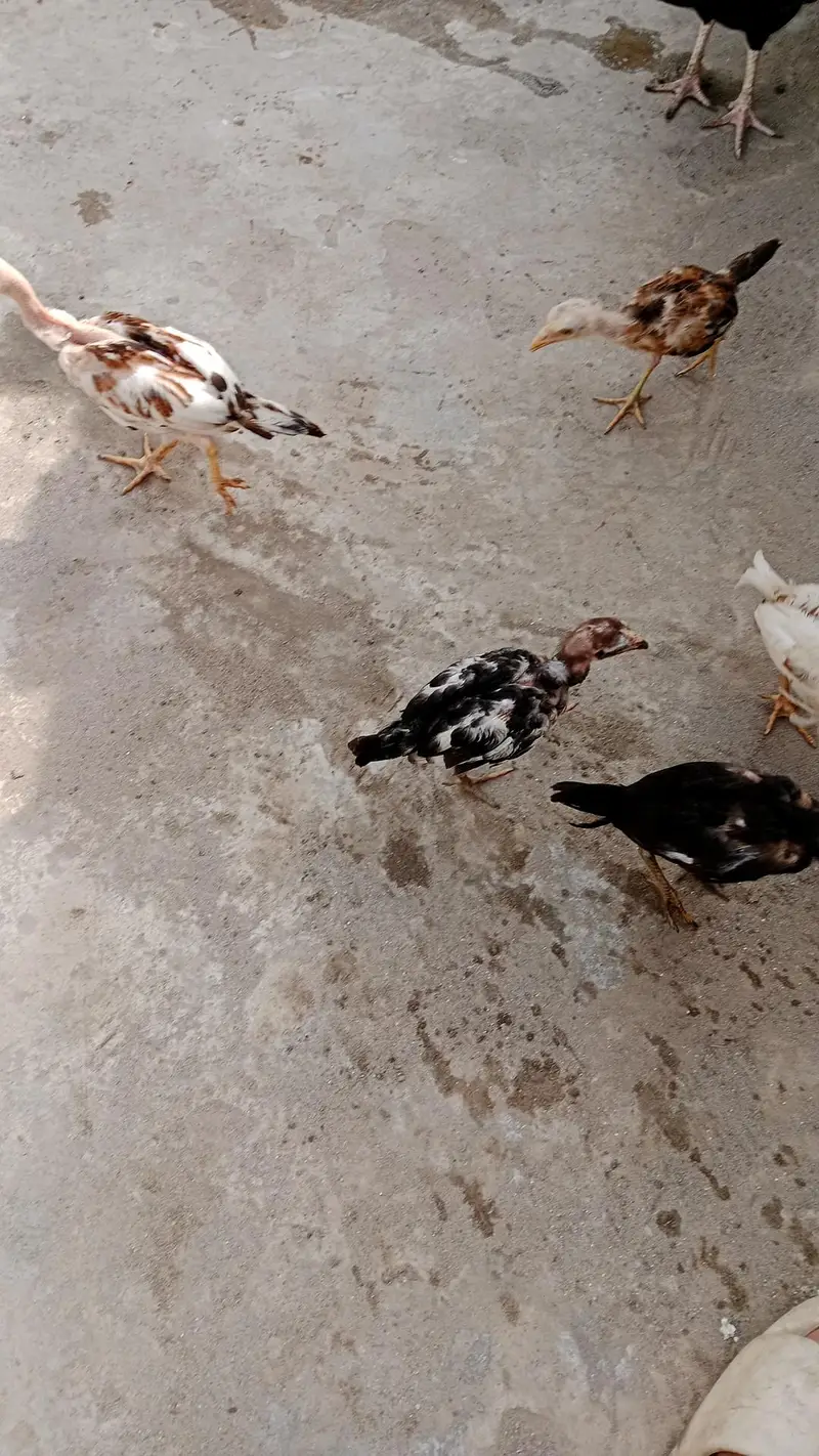 aseel chicks and breeder pair urgent sale — photo 11