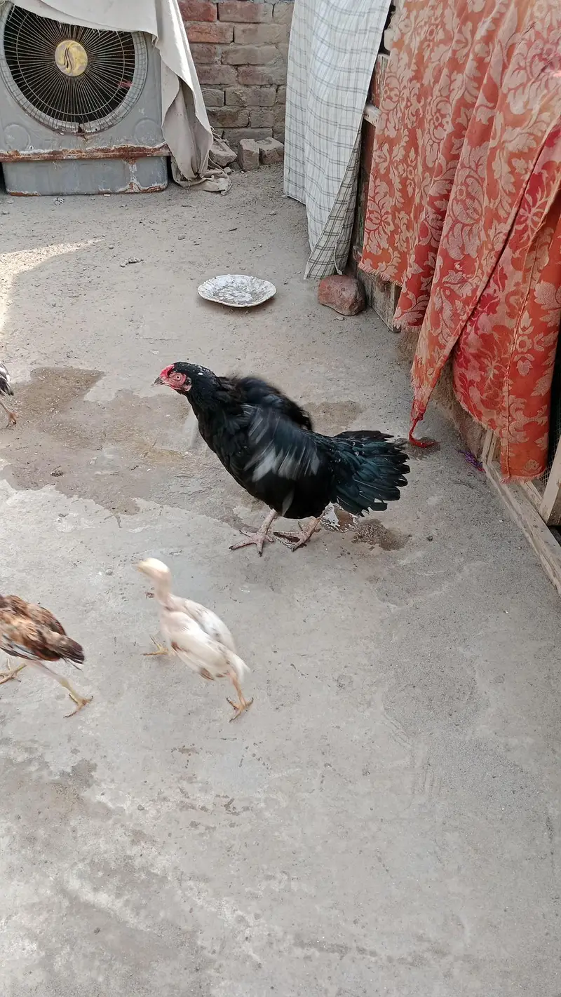 aseel chicks and breeder pair urgent sale — photo 12