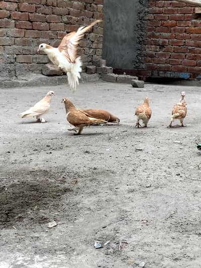 sehrazi pigeons