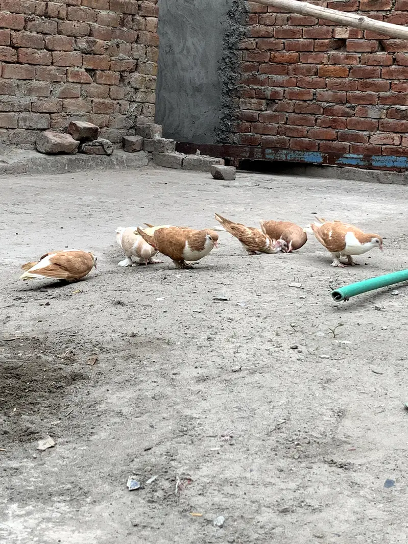 sehrazi pigeons — photo 2