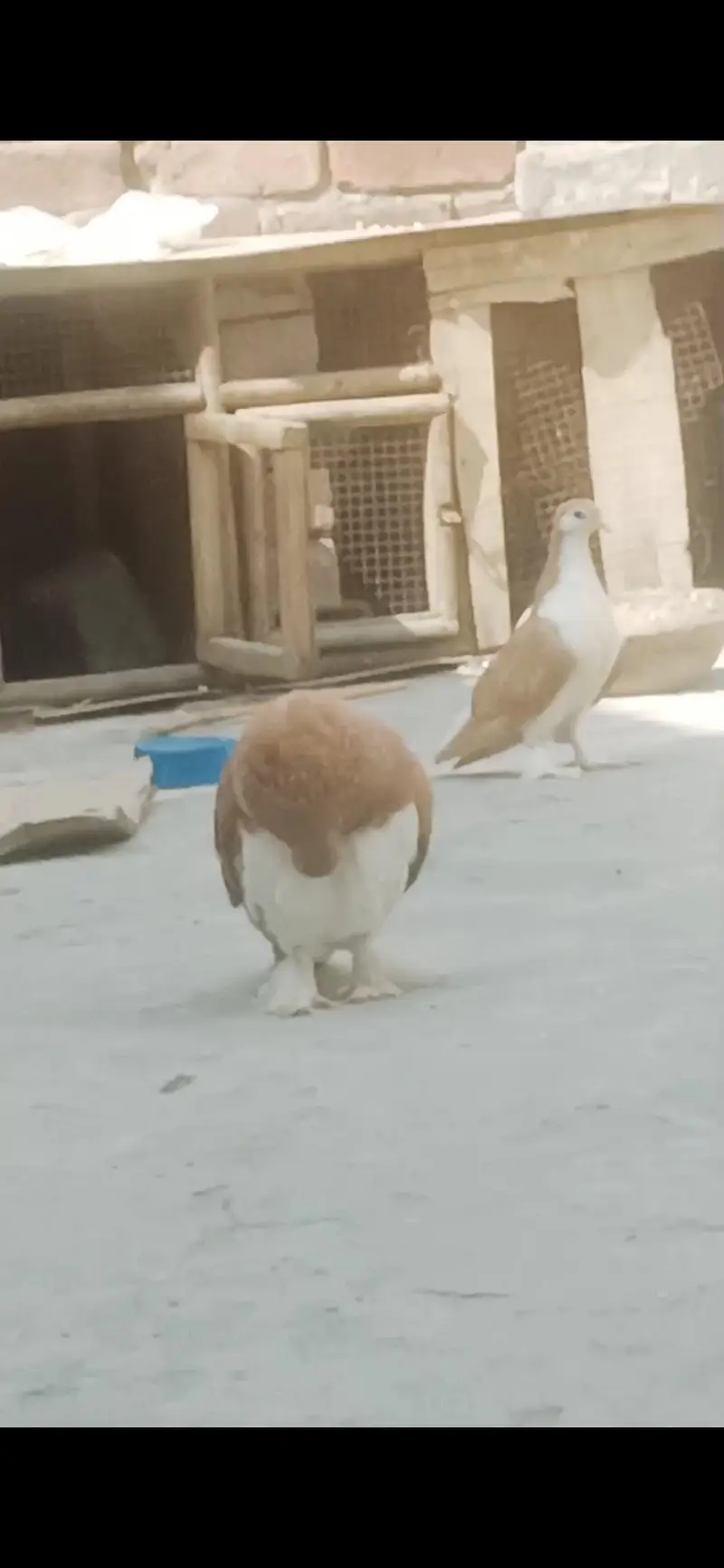 sehrazi pigeons — photo 3
