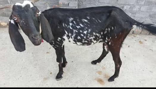 Desi 4 month Ghaban bakri