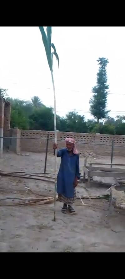 برائے فروخت CP-90