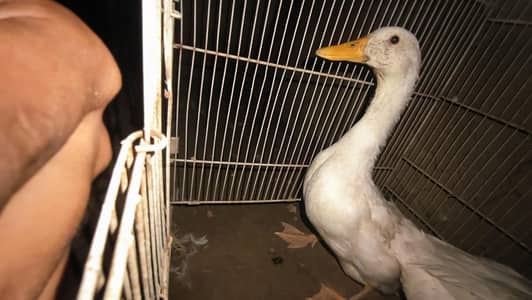 Duck for sale