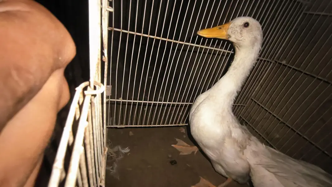 Duck for sale