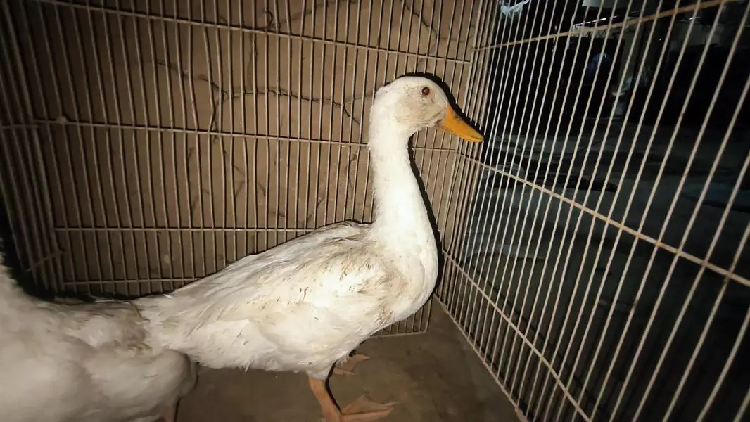 Duck for sale — photo 2