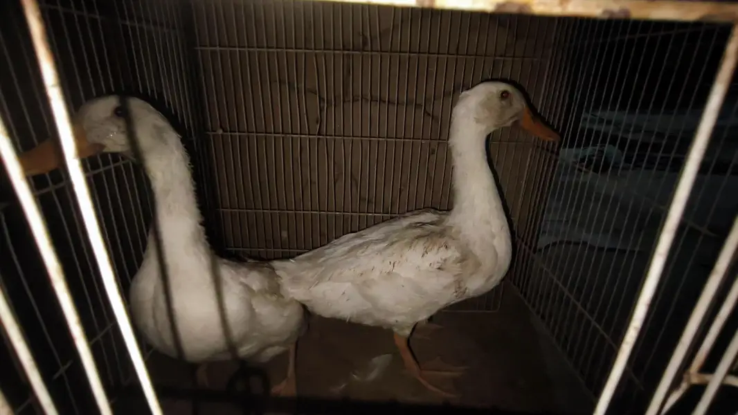 Duck for sale — photo 3