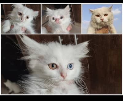 Persian kittens | doll face | triple coat | odd eyes kittens for sale