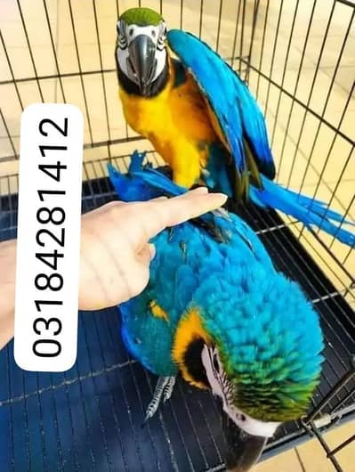 blue Macau parrot chicks for sale 03184281412
