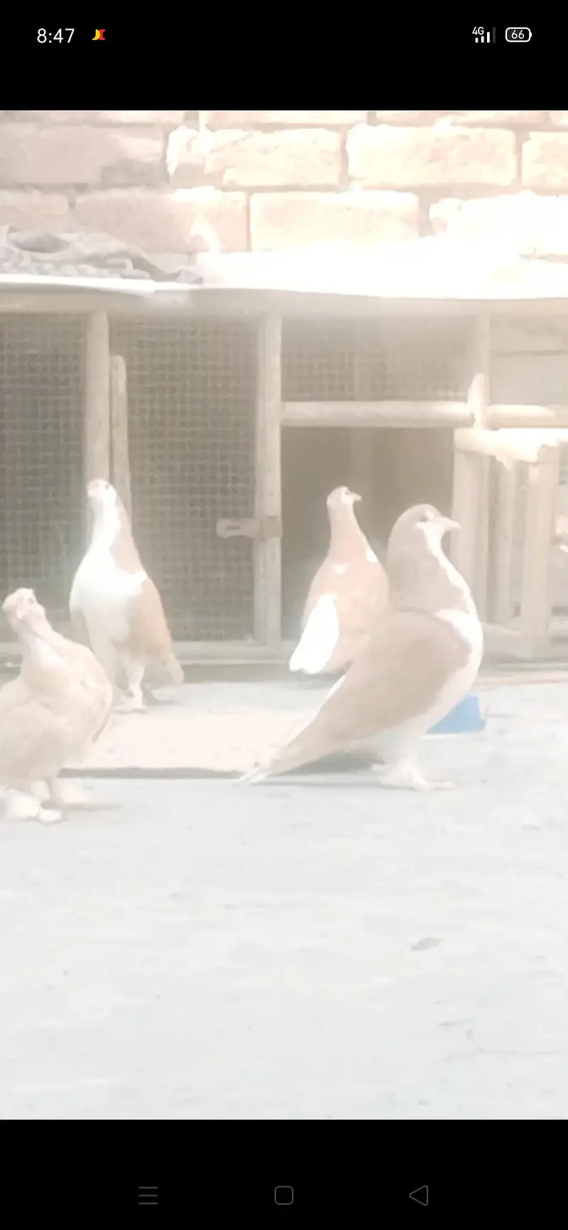 sehrazi pigeons — photo 4