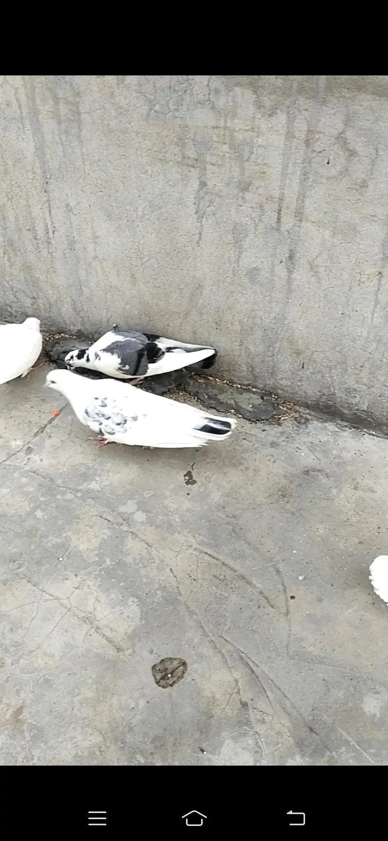 parrot — photo 2